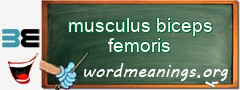 WordMeaning blackboard for musculus biceps femoris